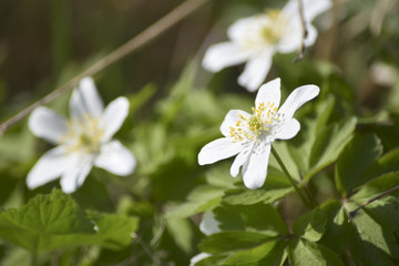 Fine white wild flowers herbs