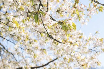 blooming cherry blossom in front of blue sky