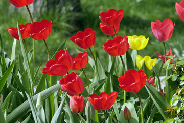 red tulips in springtime