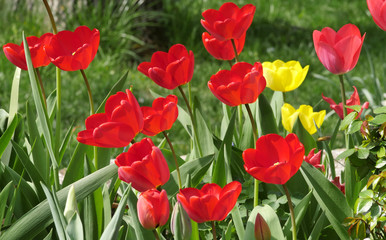 red tulips in springtime