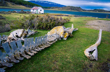 Fototapeta premium whale bones 