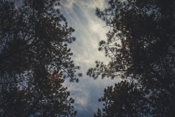 Bottom view of tall old trees in evergreen pine forest. Scenic view.