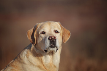 Smart labrador retriever