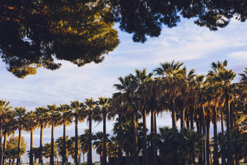 Group of tall tropical-looking palm trees lined up in Cannes
