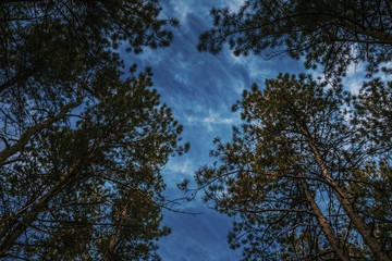Bottom view of tall old trees in evergreen pine forest. Scenic view.