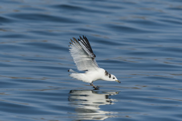 ミツユビカモメ(Black-legged kittiwake)
