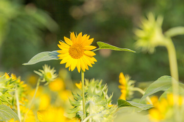 Sunflower field