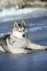 Siberian Husky dog