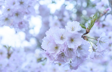 Sakura flowers are close-up.