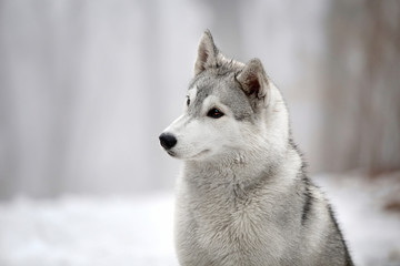 Siberian Husky dog © Kseniia