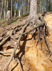 The tree roots and stones in the sandy slope in the pine forest.