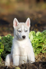 Obraz premium Siberian Husky puppy