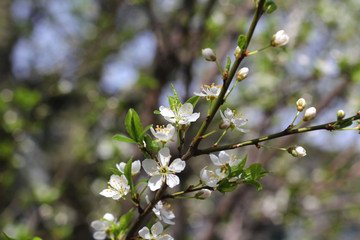 Flowering Tree Branch. Spring.