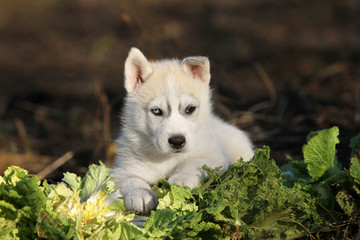 Siberian Husky puppy