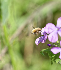 Bee-fly, Bombylius, harvesting nectar from a flower