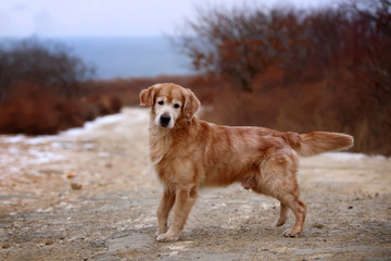 Pretty golden retriever