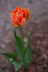 Large tulip flower after rain