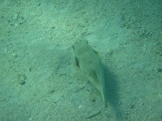 barriera corallina e pesce nel mar rosso