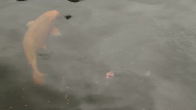 Koi or nishikigoi, ornamental varieties of domesticated common carp (Cyprinus carpio). Colorful fishes float in water.