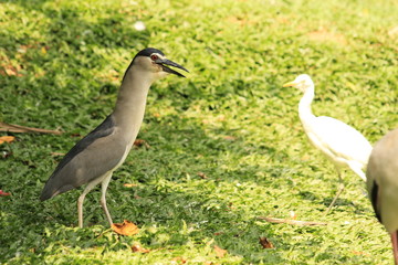 Black Crowned Night Heron walking in Malaysia