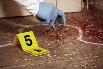 Detail of collecting of fly larva on crime scene by criminologist