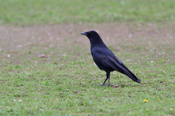 crow