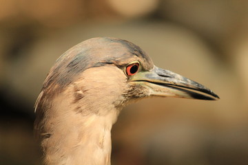 Black Crowned Night Heron -head closed up, in Malaysia