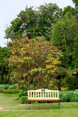 small bench in a nice and peaceful garden