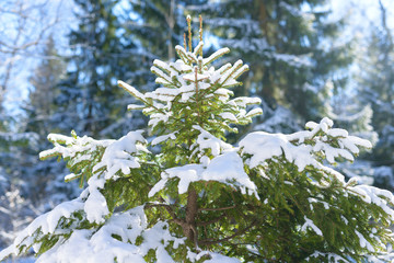 Winter fir tree branches covered with snow. Frozen tree branch in winter forest.
