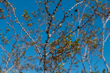 Branch detail with sky