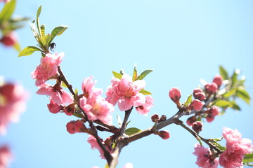 peach blossoms