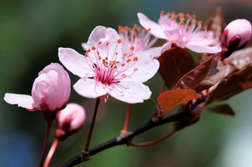 Blossom plum tree