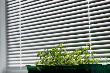 Box with sprouts of small seedlings tomato on the window, closed with jalousie. Seedling