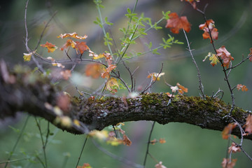 maple branch with autumn leaves