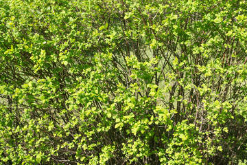 green bush in spring