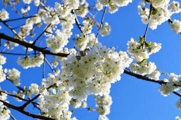 Colourful Spring blossom against a blue sky.