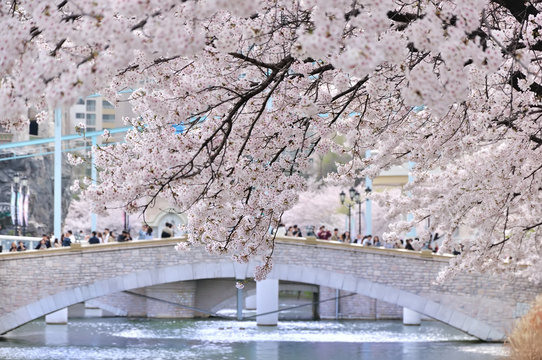 ソウル・石村湖の桜