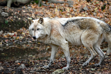 Startled wolf in the forest