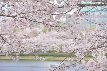 ソウル・石村湖の桜