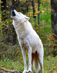 Naklejka premium Dziki wilk wyjący w lesie
