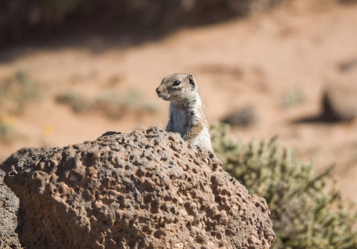 il simpatico scoiattolo di Fuerteventura