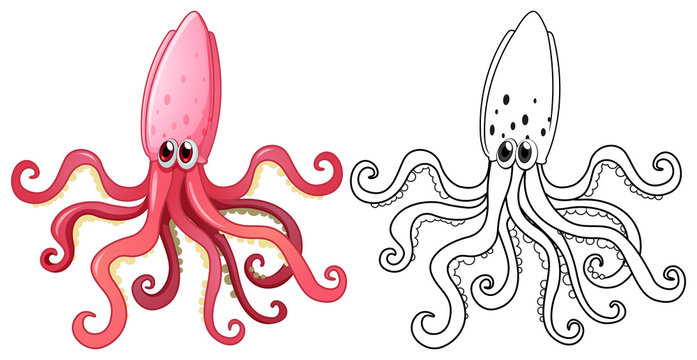 Animal outline for squid