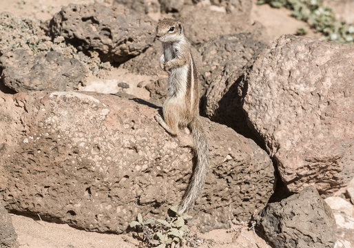scoiattolo attento ai suoni del deserto