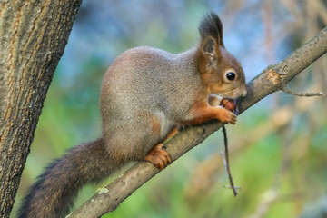 Naklejka na ściany i meble Squirrel gnaws a nut