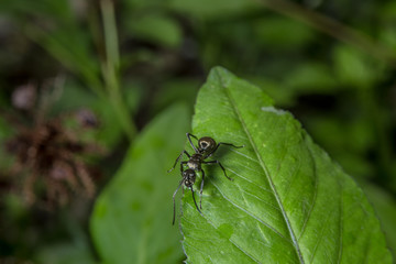 black ant on green leaf, wild insect