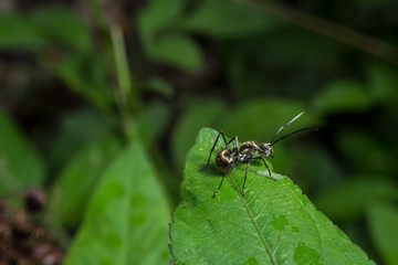 black ant on green leaf, wild insect