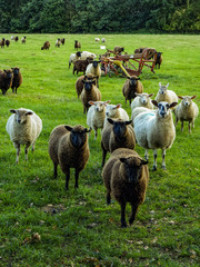 Fototapeta premium sheep in field
