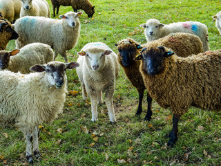 sheep in field