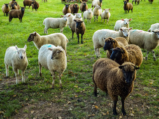 Obraz premium sheep in field