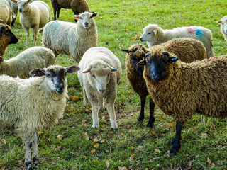sheep in field